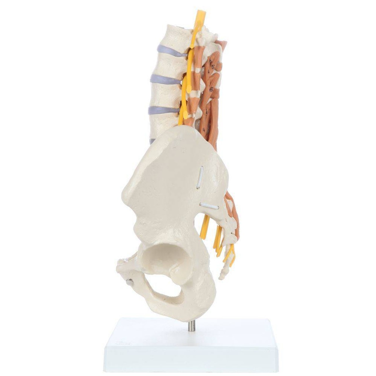Rudiger Anatomie Premium Pelvic Model with Lumbar Spine Muscles