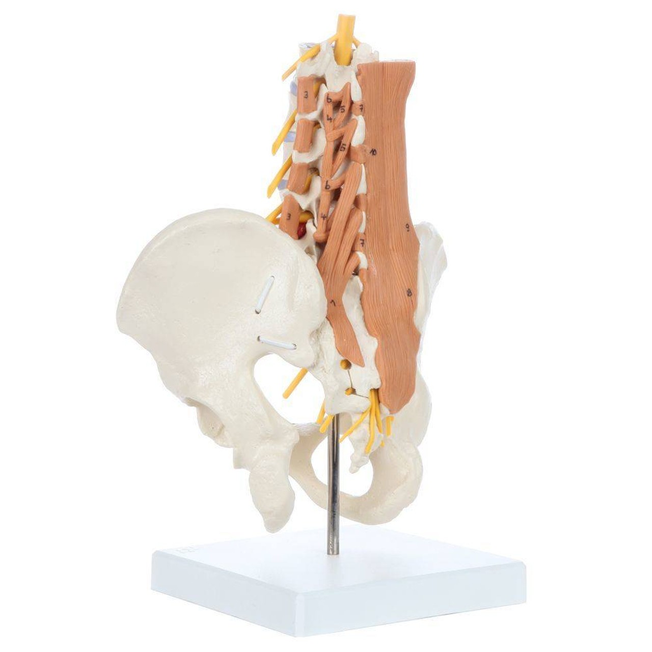 Rudiger Anatomie Premium Pelvic Model with Lumbar Spine Muscles