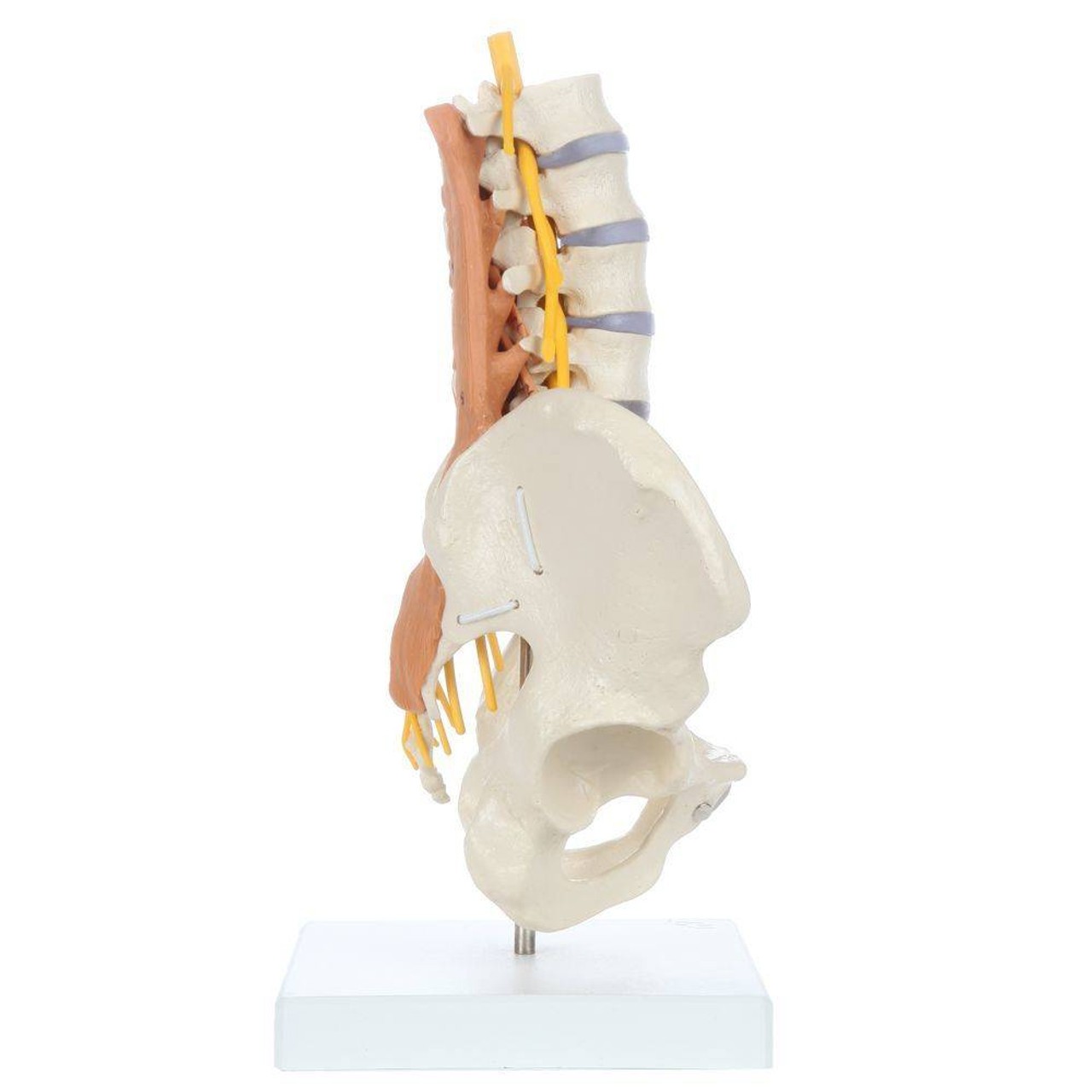 Rudiger Anatomie Premium Pelvic Model with Lumbar Spine Muscles