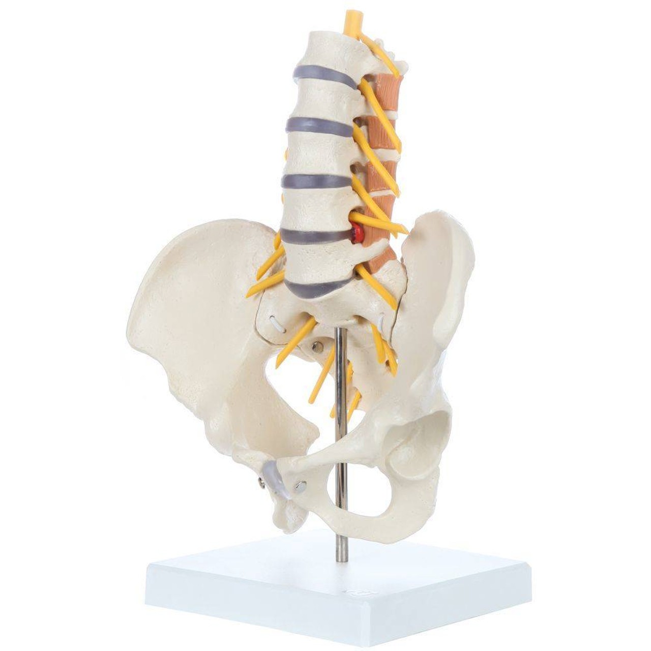 Rudiger Anatomie Premium Pelvic Model with Lumbar Spine Muscles