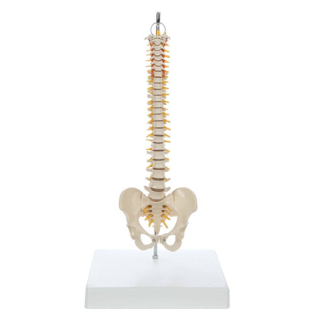 Rudiger Anatomie Premium Mini Spine | Anatomy Warehouse
