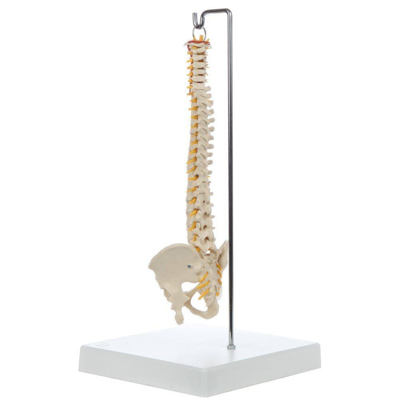 Rudiger Anatomie Premium Mini Spine