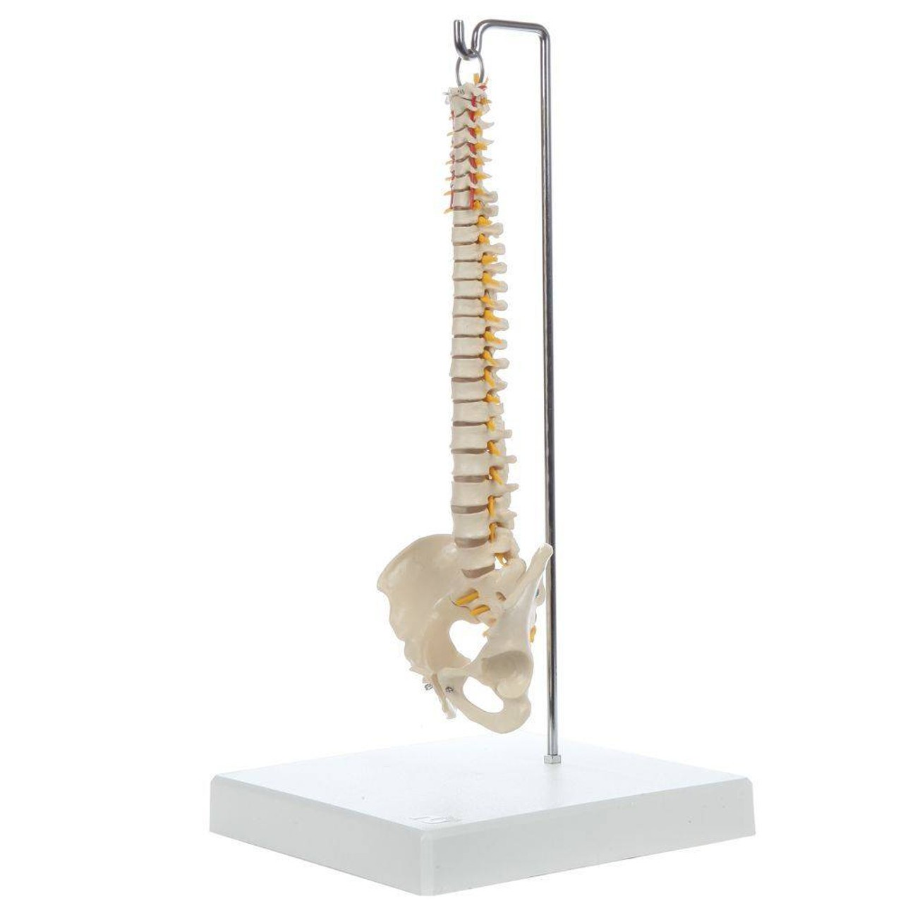 Rudiger Anatomie Premium Mini Spine