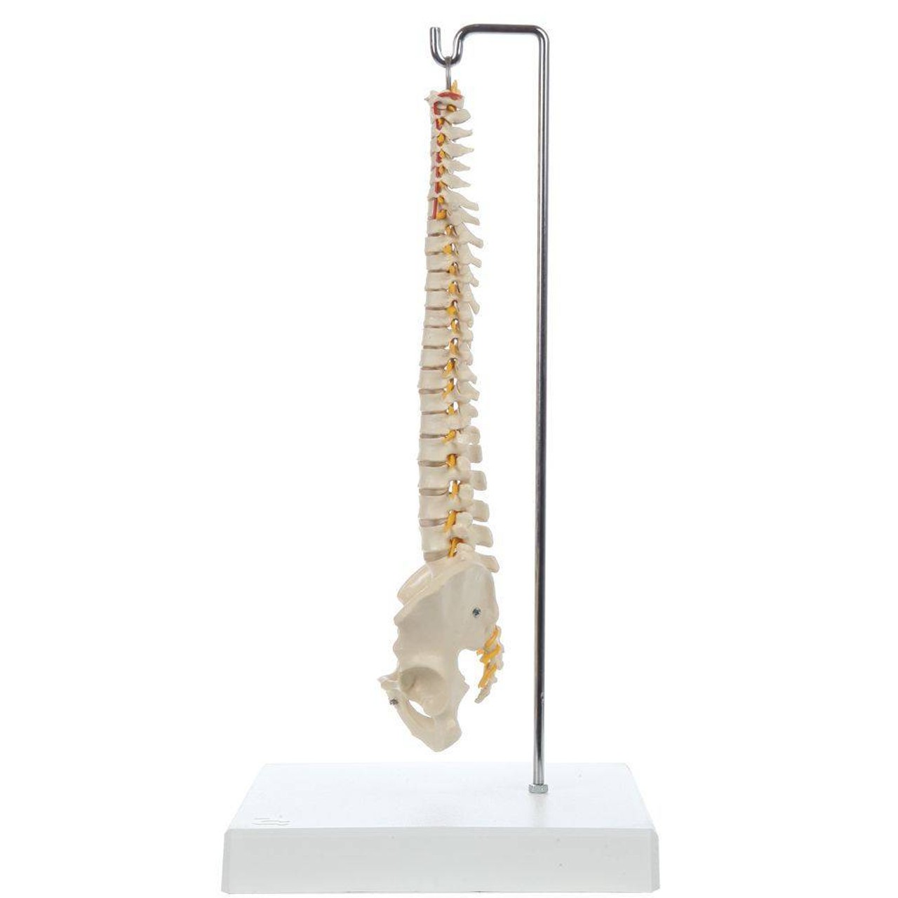 Rudiger Anatomie Premium Mini Spine