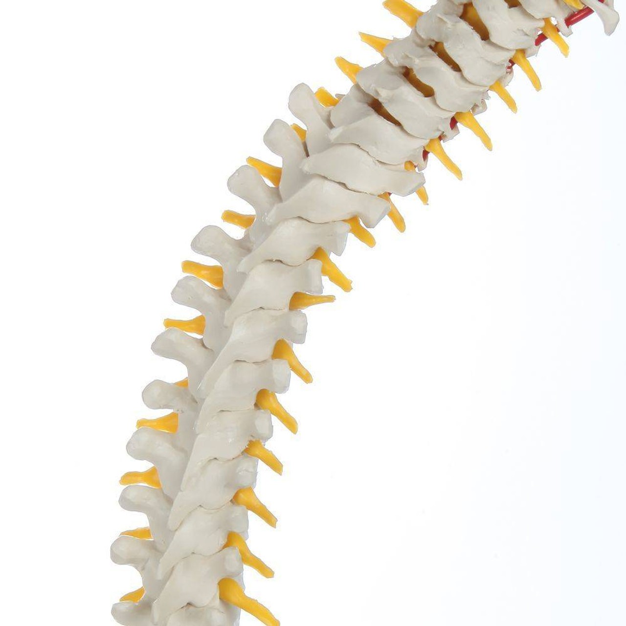 Rudiger Anatomie Premium Mini Spine