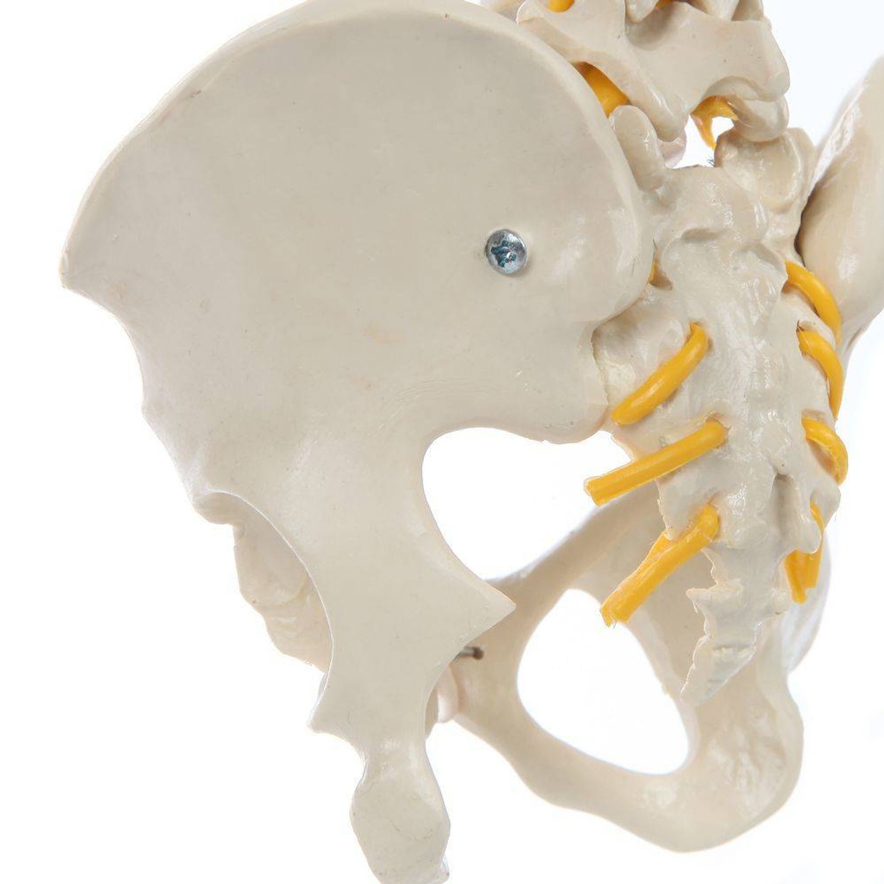 Rudiger Anatomie Premium Mini Spine