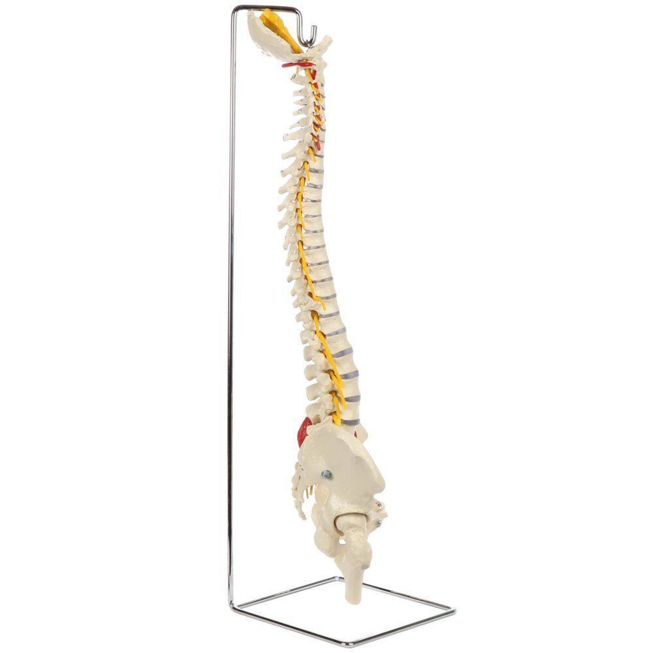 Rudiger Anatomie Premium Painted Flexible Spine with Femur Heads