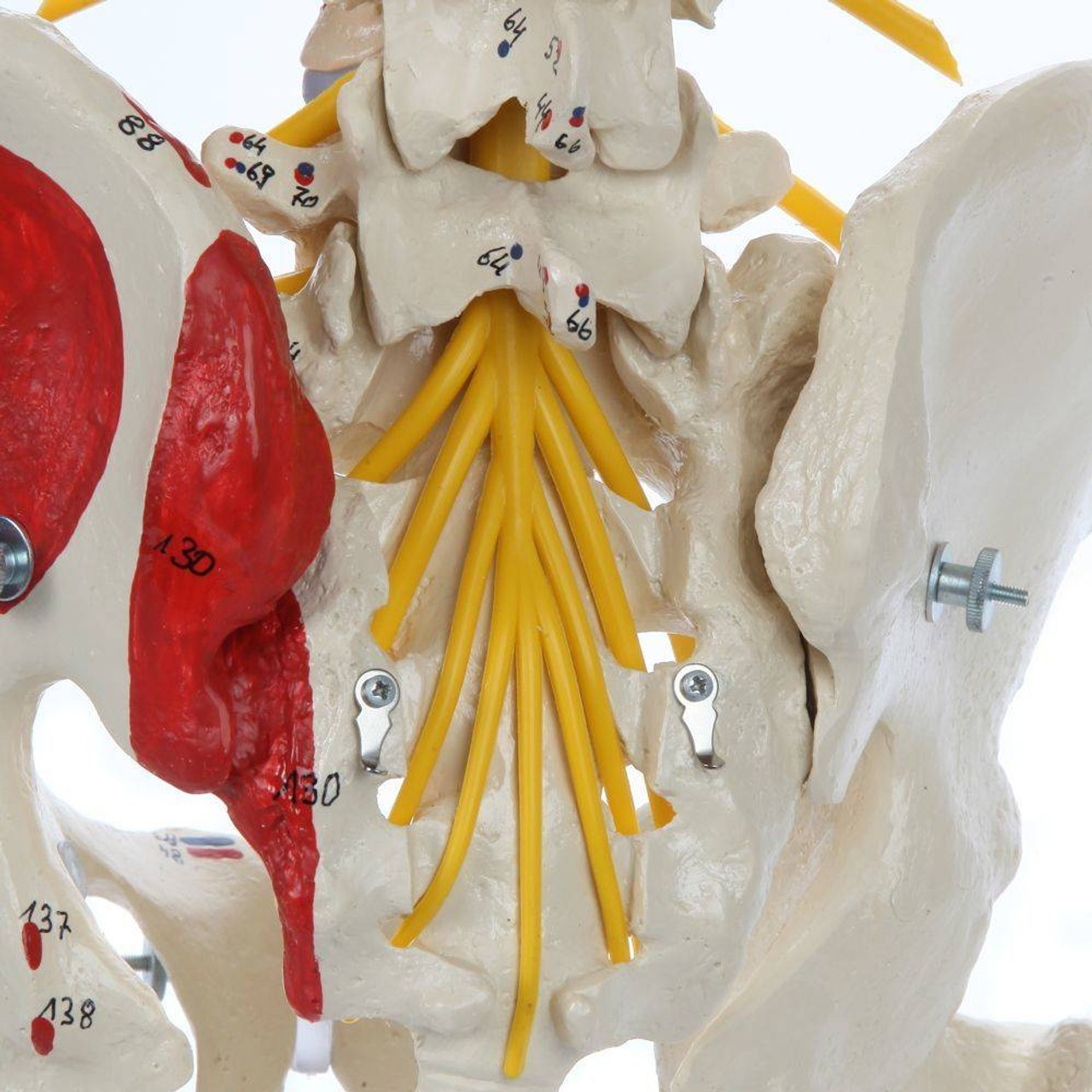 Rudiger Anatomie Premium Painted Flexible Spine with Femur Heads