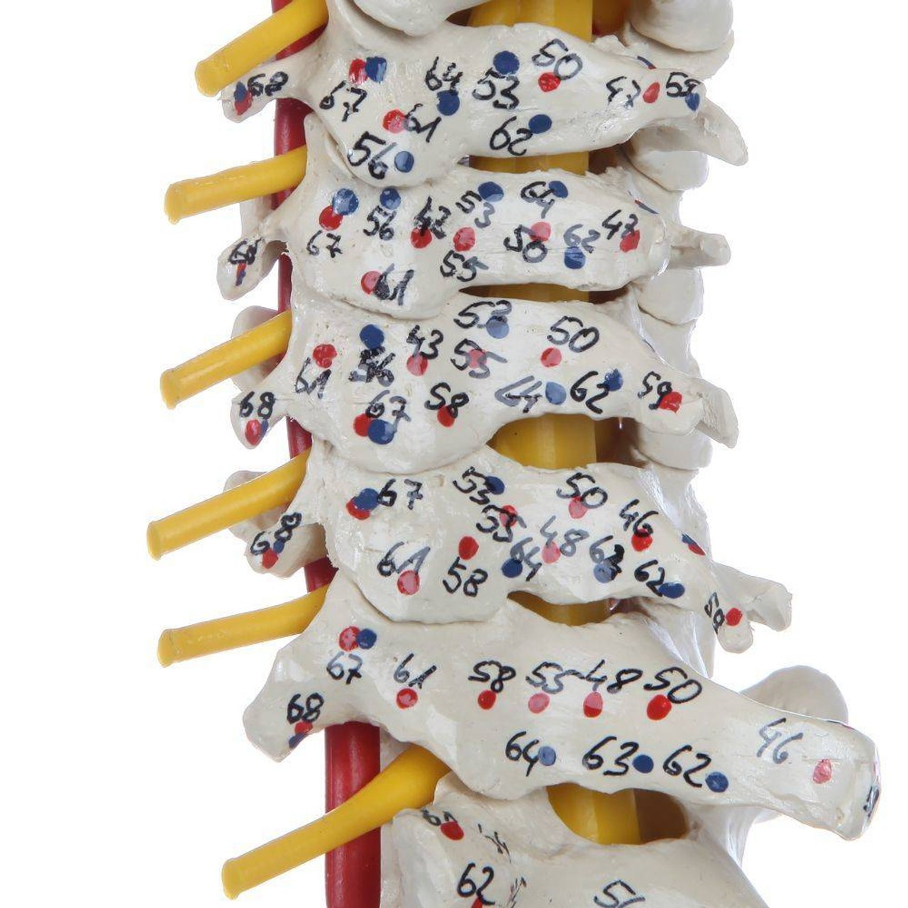 Rudiger Anatomie Premium Painted Flexible Spine with Femur Heads