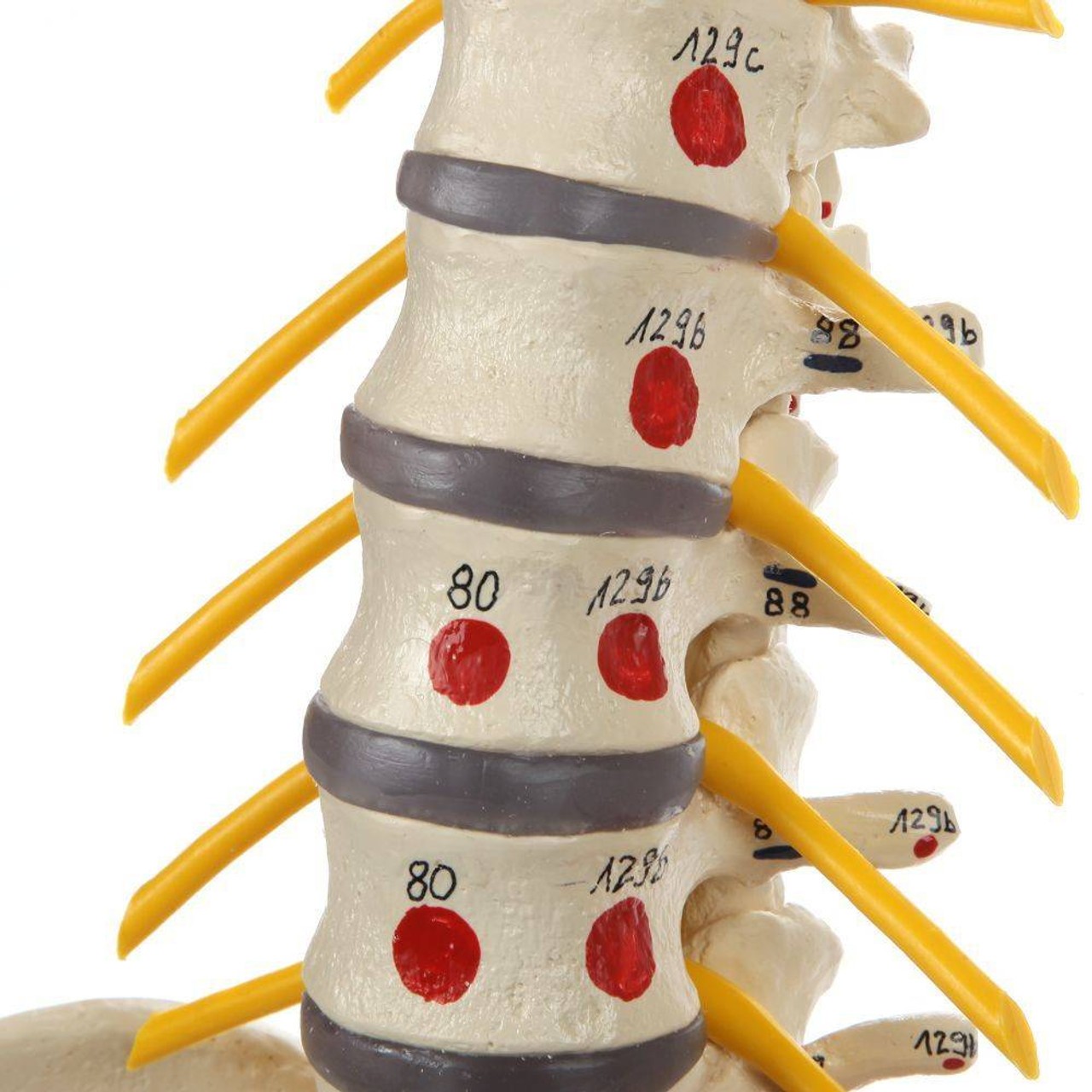 Rudiger Anatomie Premium Painted Flexible Spine with Femur Heads