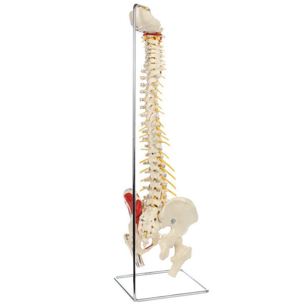 Rudiger Anatomie Premium Painted Flexible Spine with Femur Heads