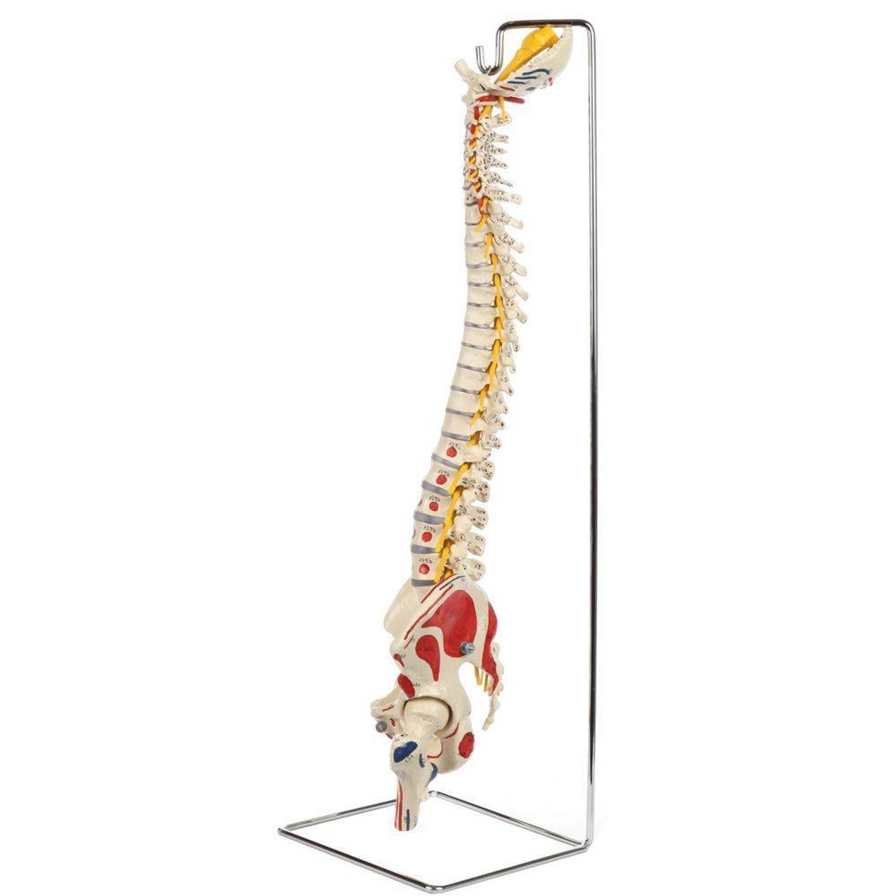 Rudiger Anatomie Premium Painted Flexible Spine with Femur Heads