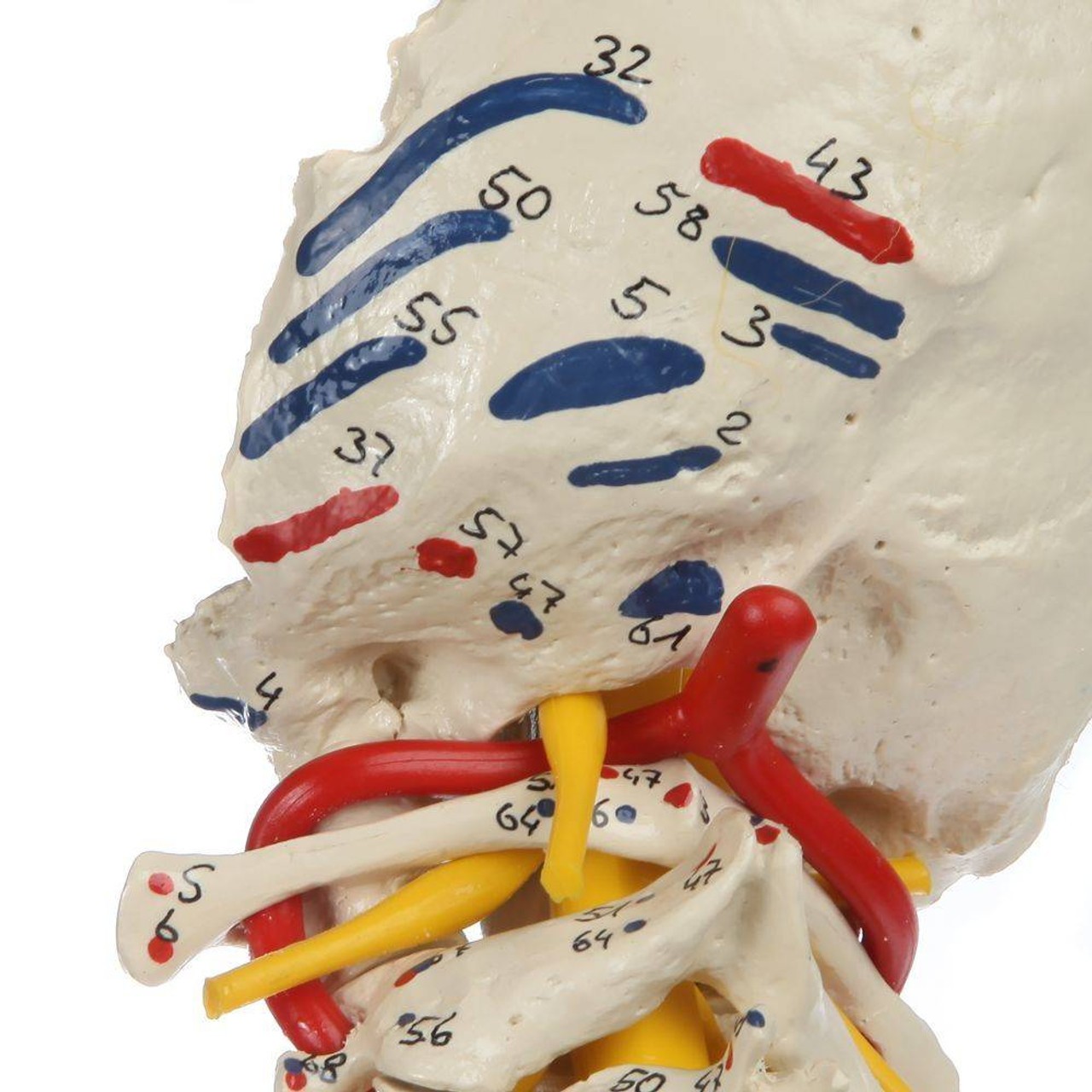 Rudiger Anatomie Premium Painted Flexible Spine with Femur Heads