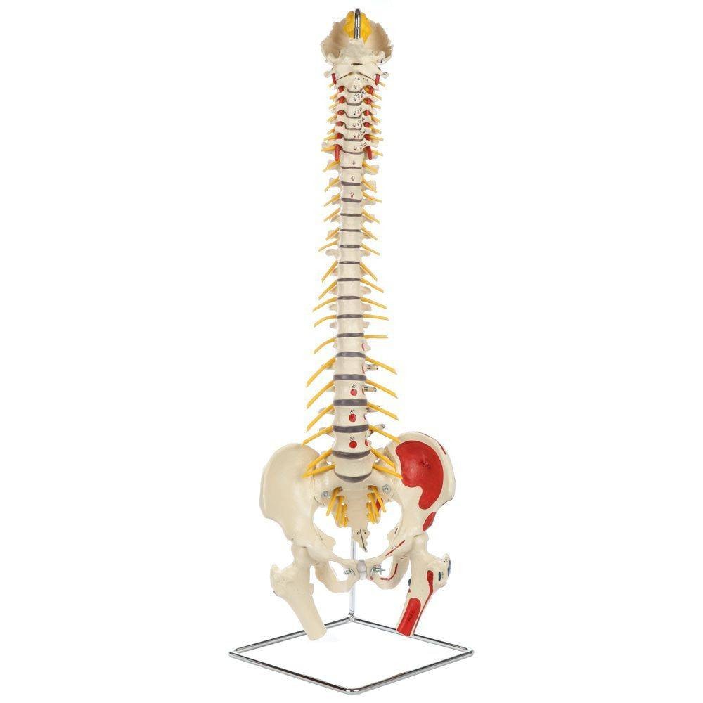 Rudiger Anatomie Premium Painted Flexible Spine with Femur Heads