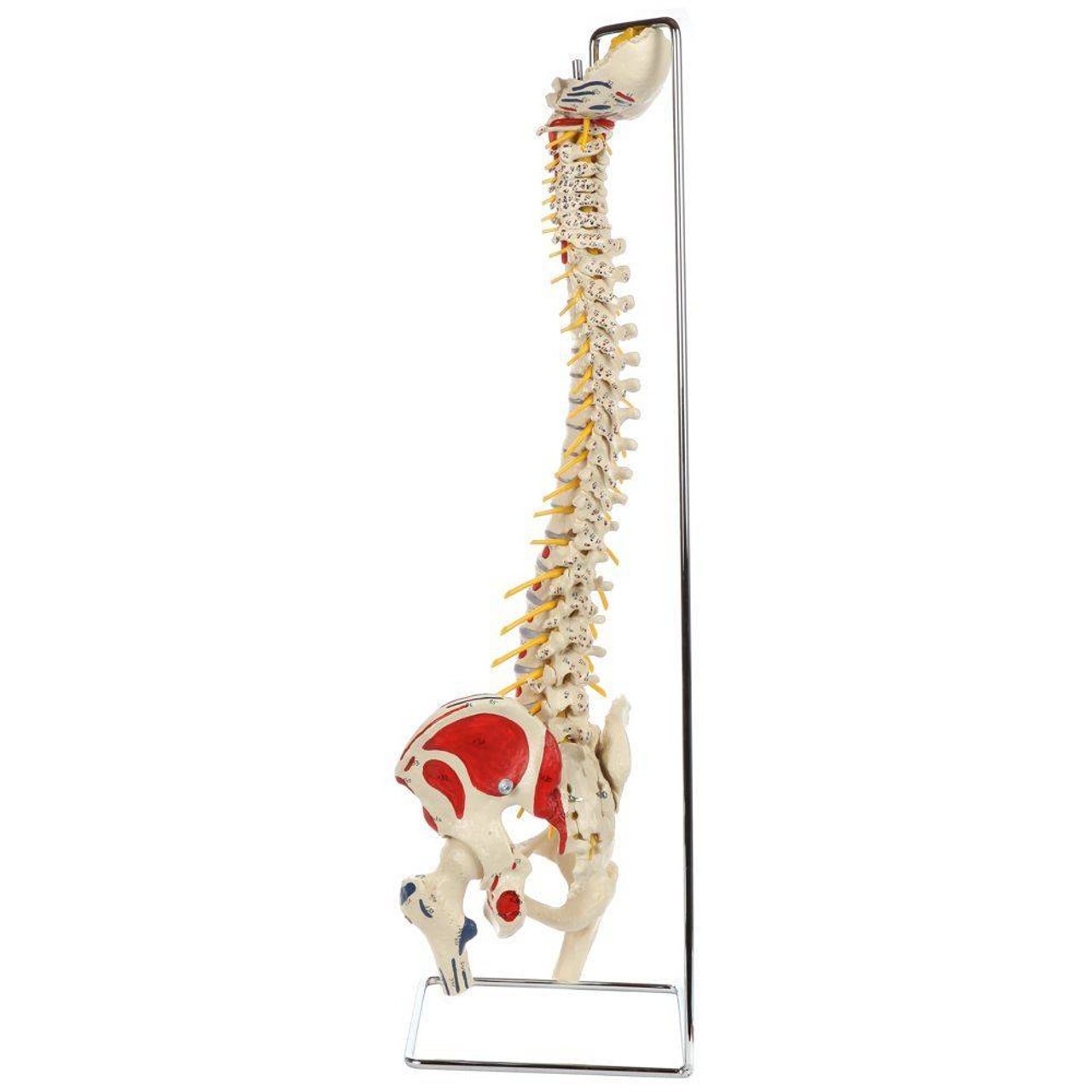 Rudiger Anatomie Premium Painted Flexible Spine with Femur Heads
