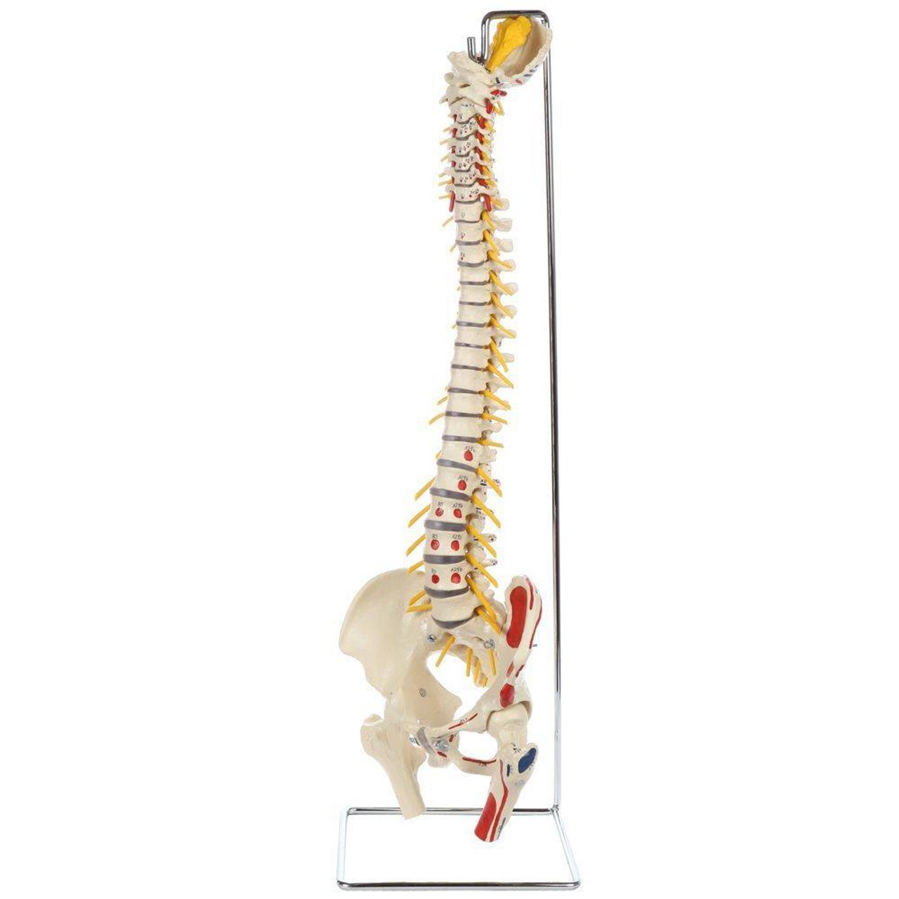 Rudiger Anatomie Premium Painted Flexible Spine with Femur Heads