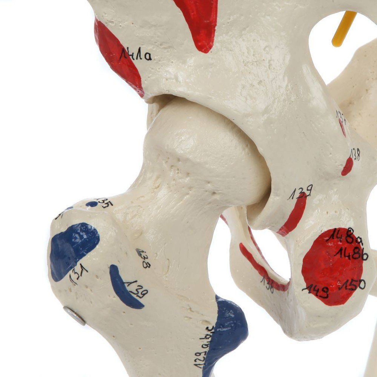Rudiger Anatomie Premium Painted Flexible Spine with Femur Heads