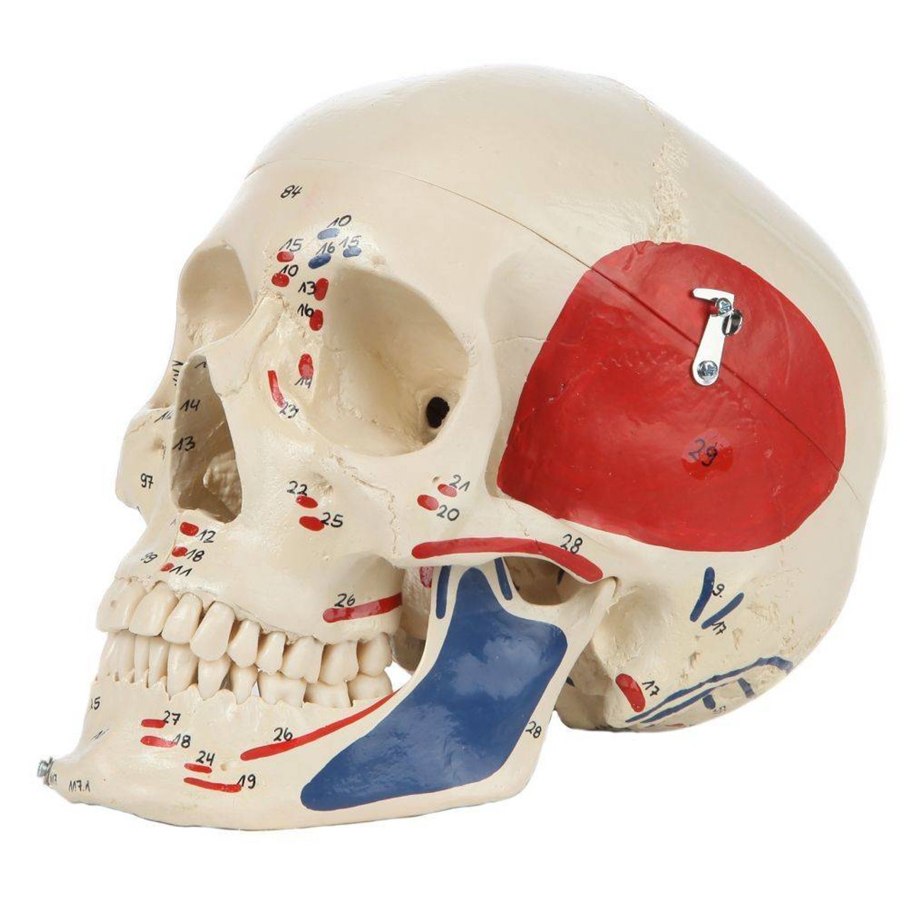 Rudiger Anatomie Premium Painted and Numbered 4-Part Skull