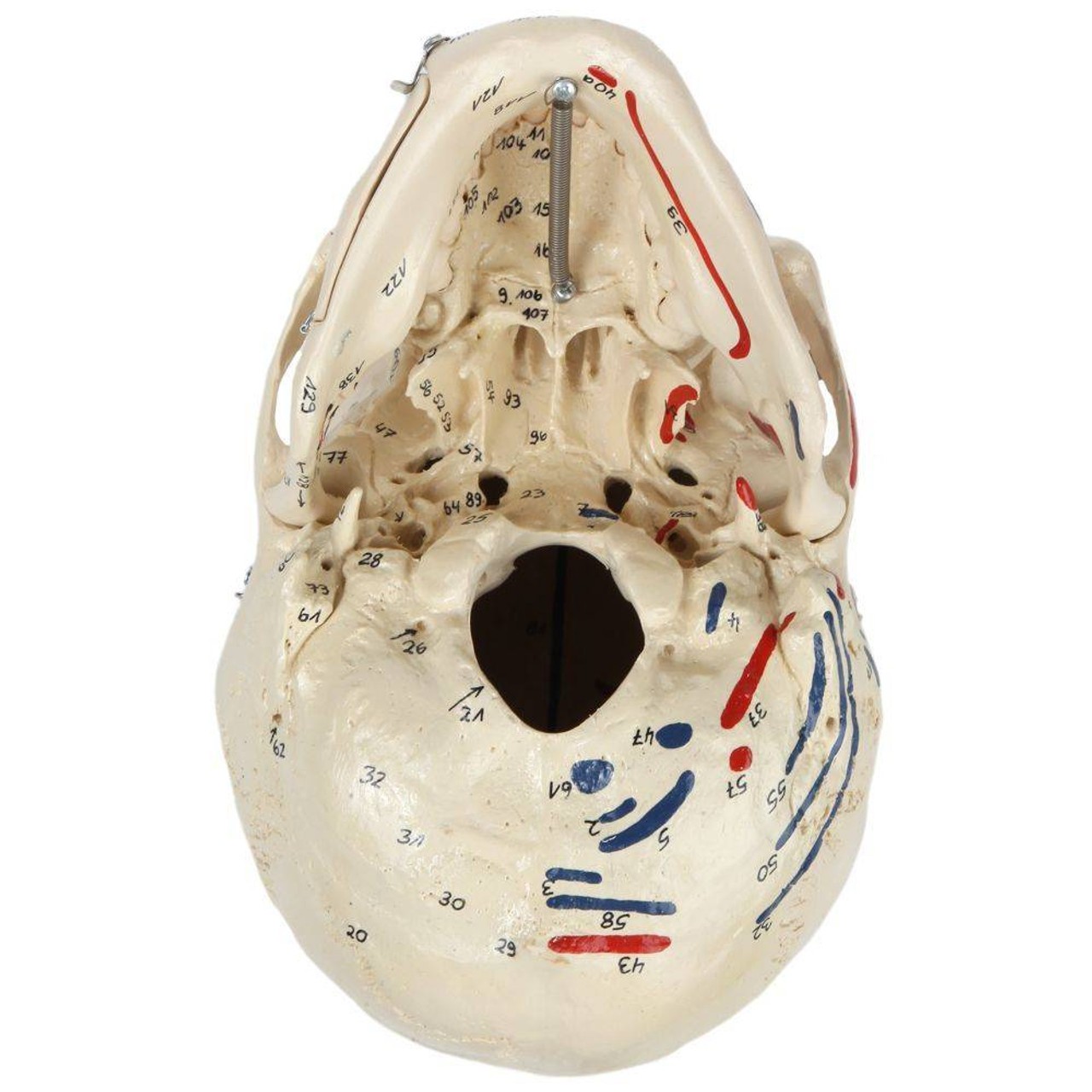 Rudiger Anatomie Premium Painted and Numbered 4-Part Skull