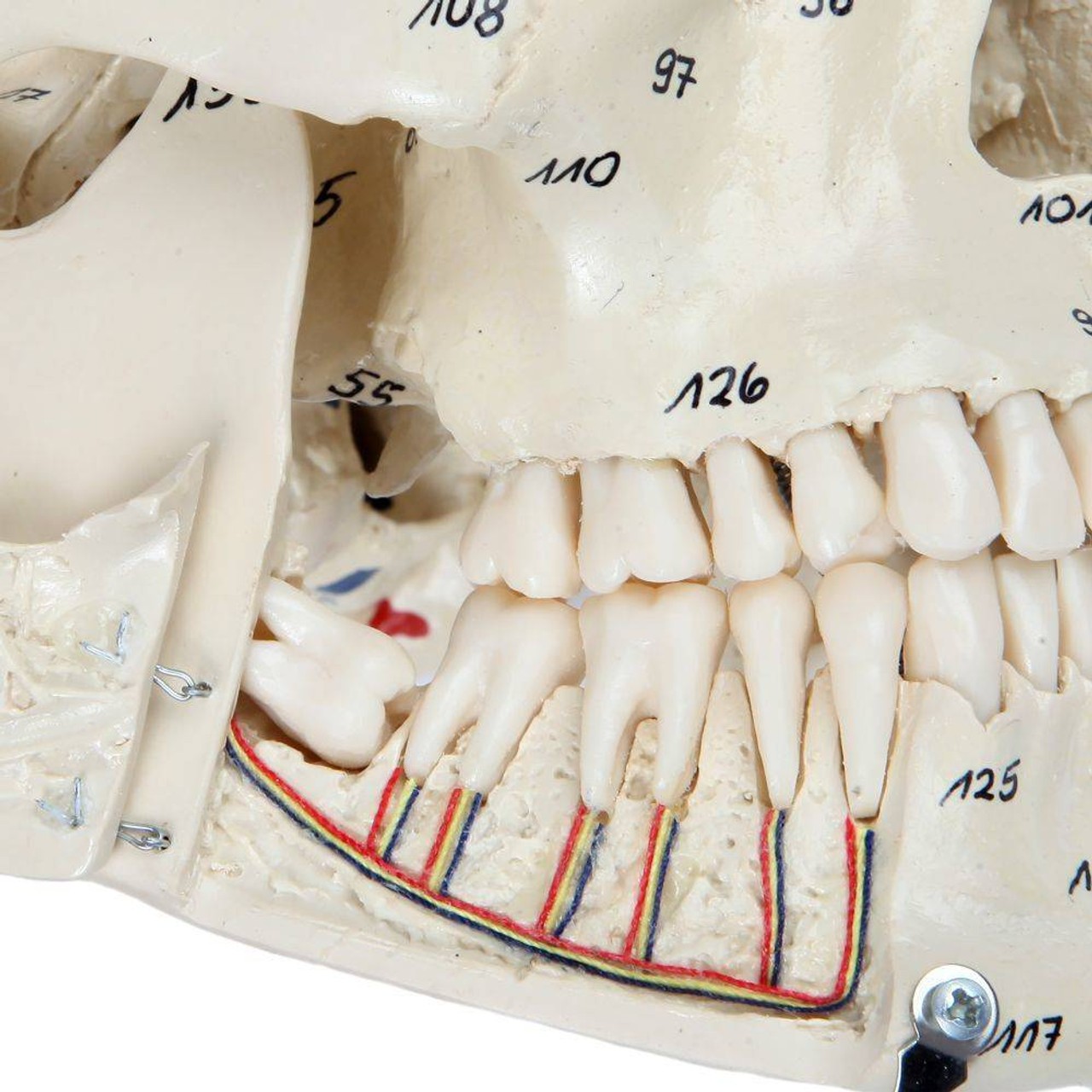 Rudiger Anatomie Premium Painted and Numbered 4-Part Skull