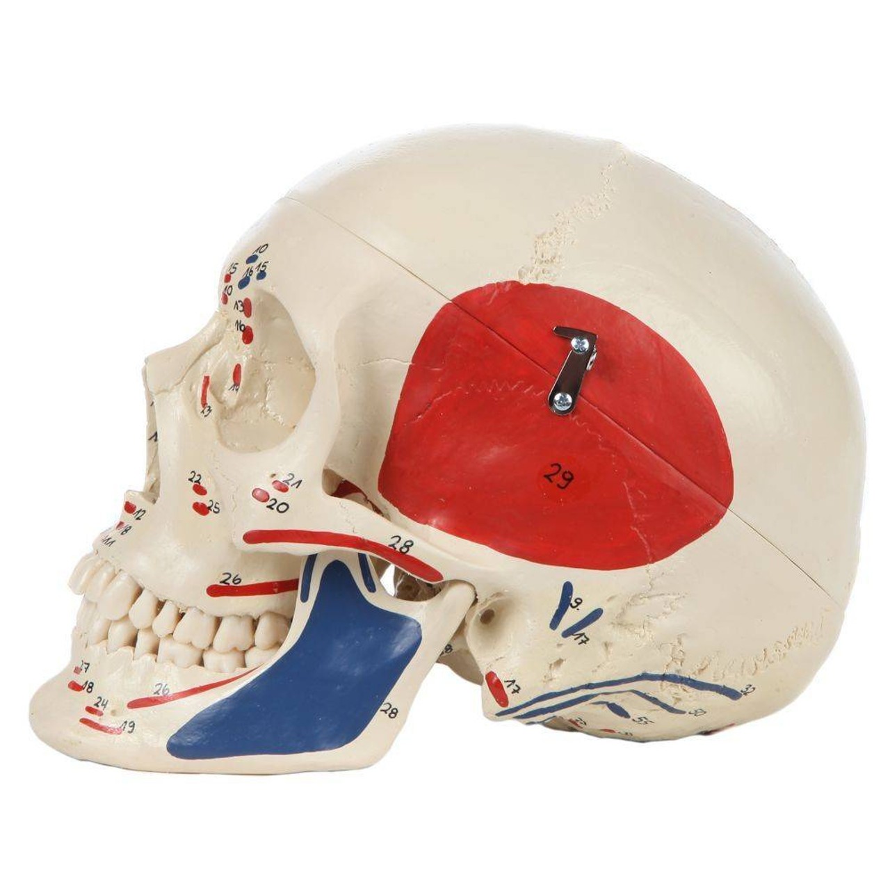 Rudiger Anatomie Premium Painted and Numbered 4-Part Skull