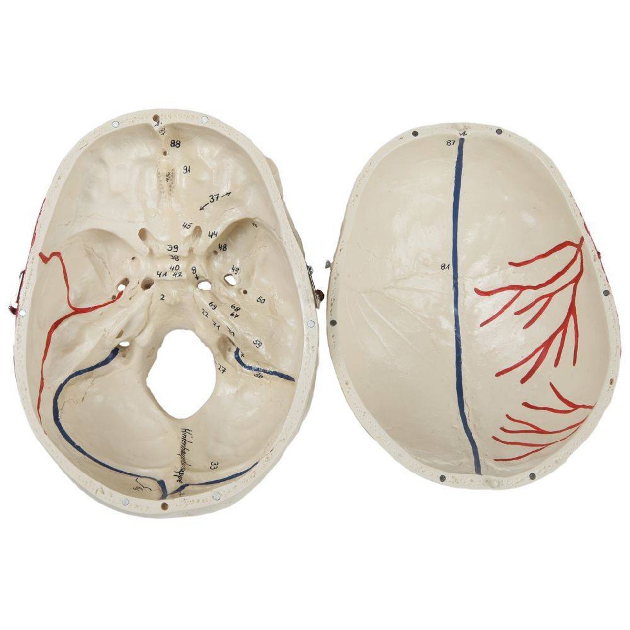 Rudiger Anatomie Premium Painted and Numbered 4-Part Skull