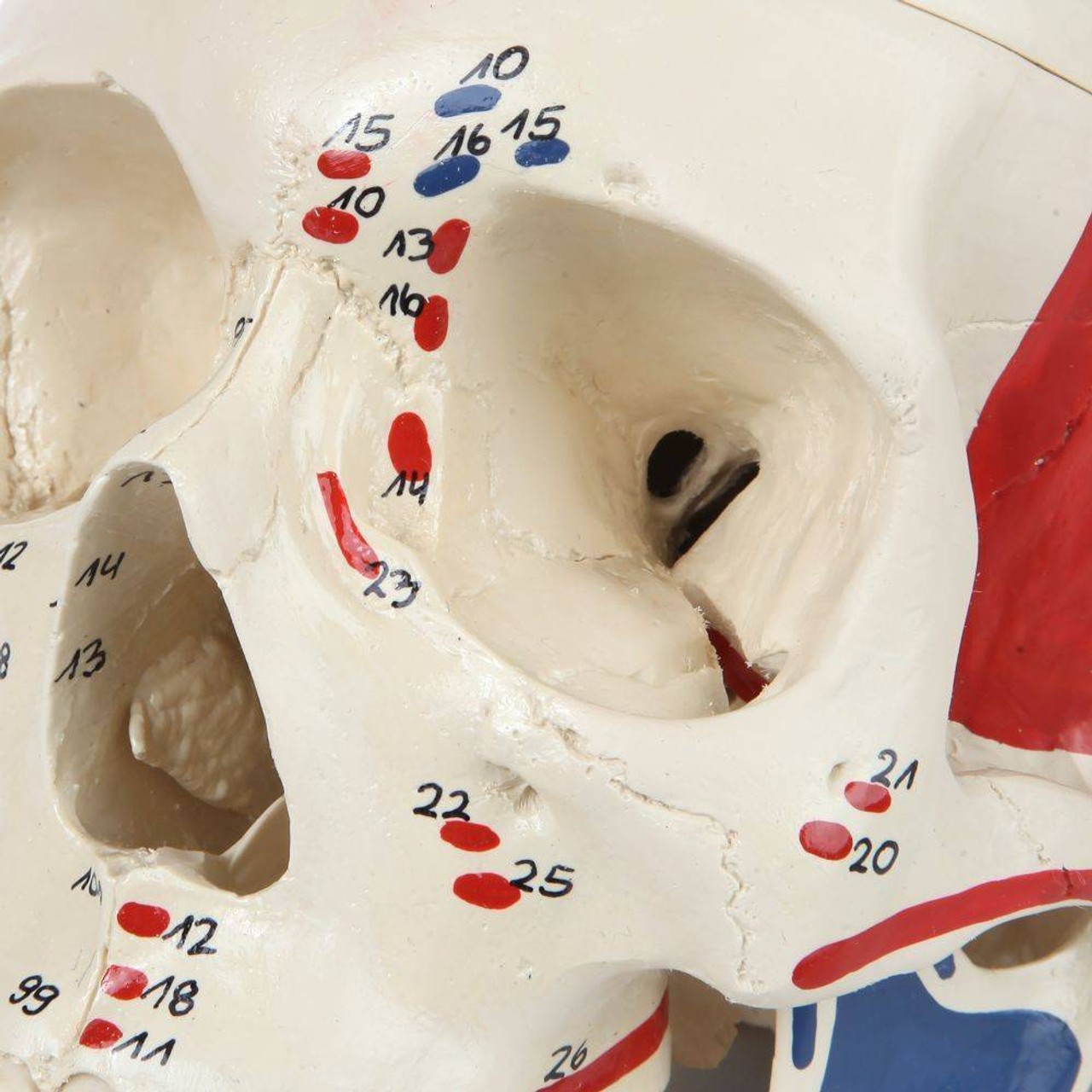 Rudiger Anatomie Premium Painted and Numbered 4-Part Skull