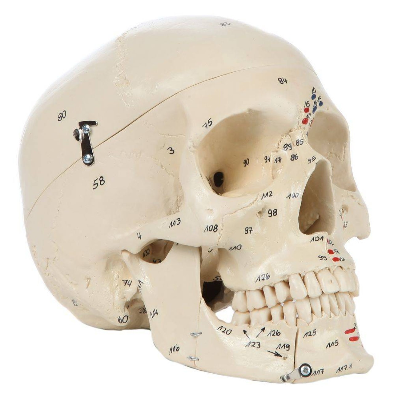 Rudiger Anatomie Premium Painted and Numbered 4-Part Skull