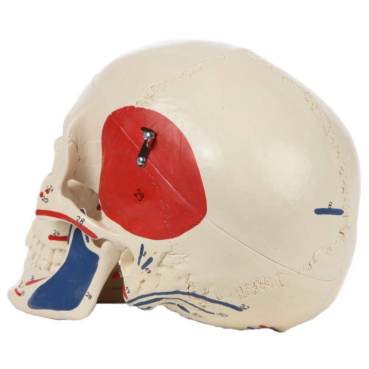 Rudiger Anatomie Premium Painted and Numbered 4-Part Skull