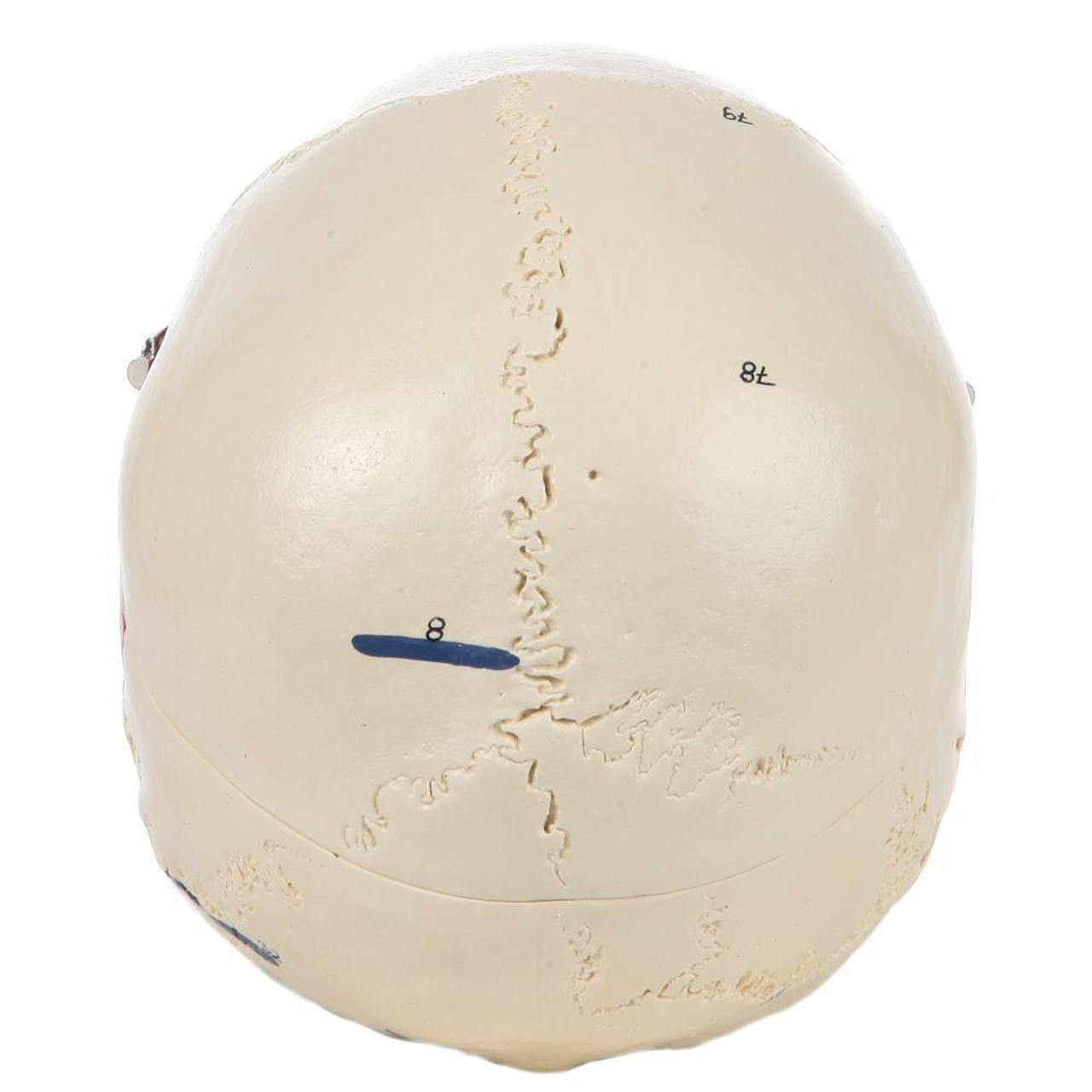 Rudiger Anatomie Premium Painted and Numbered 4-Part Skull