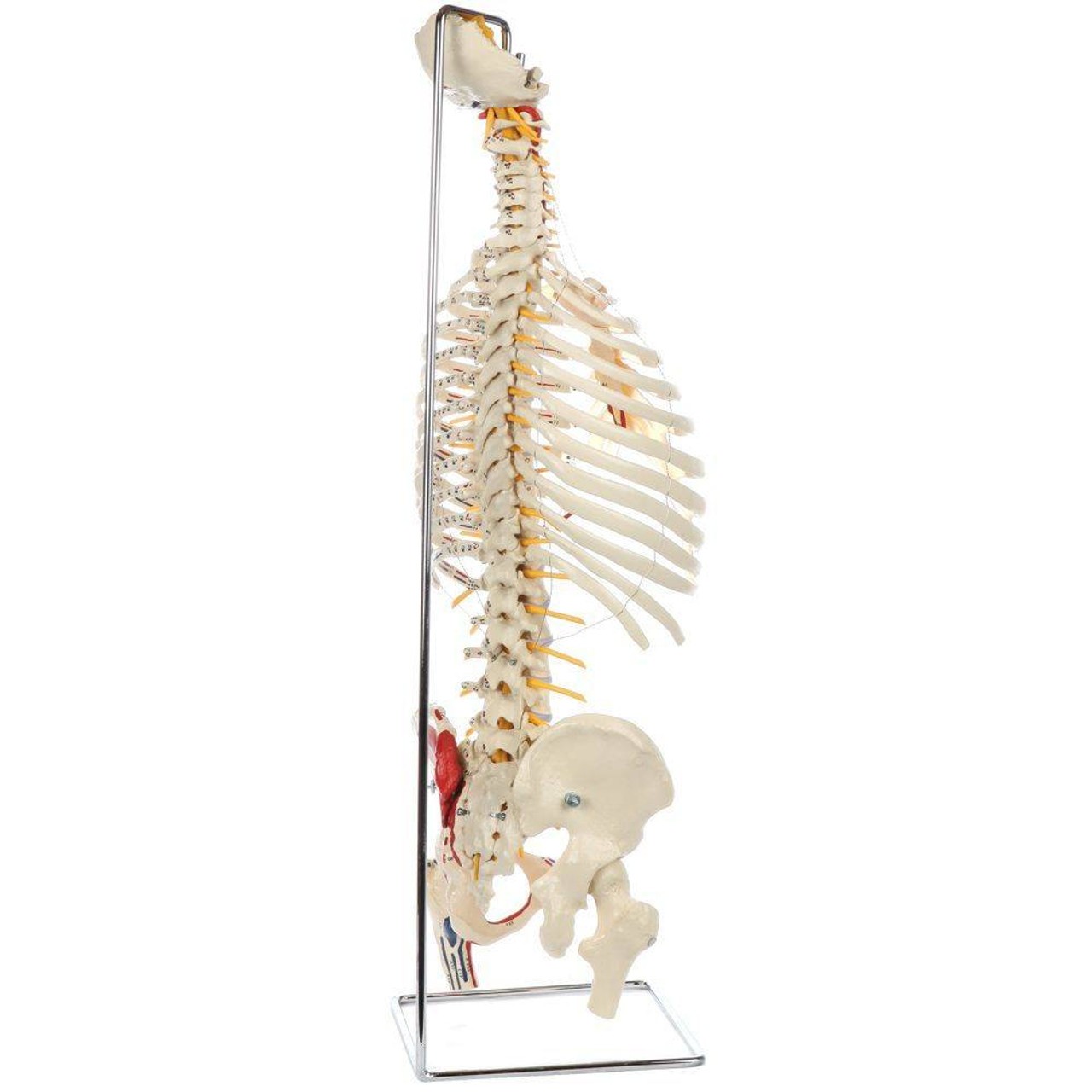 Rudiger Anatomie Premium Painted and Numbered Flexible Spine with Ribs and Femur Heads