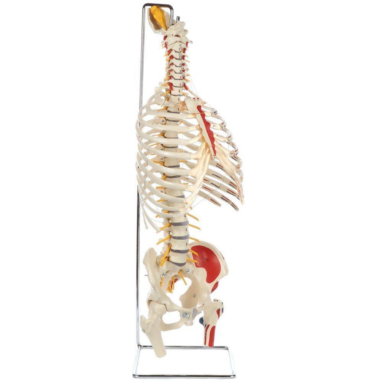 Rudiger Anatomie Premium Painted and Numbered Flexible Spine with Ribs and Femur Heads