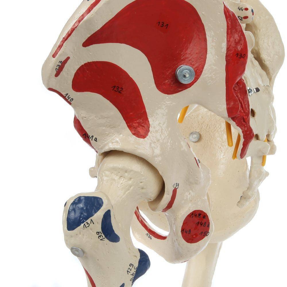 Rudiger Anatomie Premium Painted and Numbered Flexible Spine with