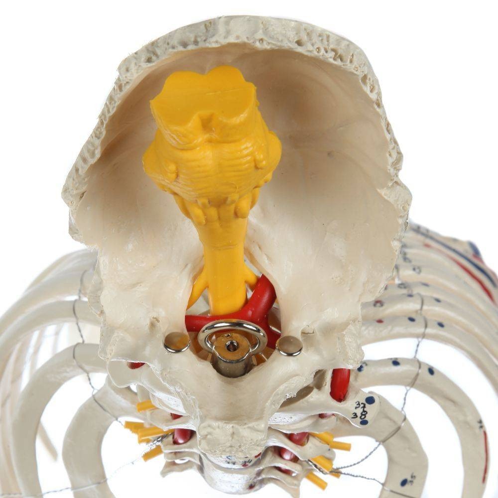 Rudiger Anatomie Premium Painted and Numbered Flexible Spine with