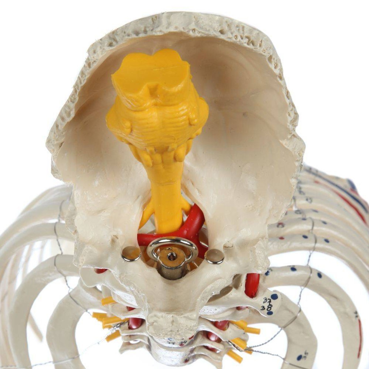 Rudiger Anatomie Premium Painted and Numbered Flexible Spine with Ribs and Femur Heads