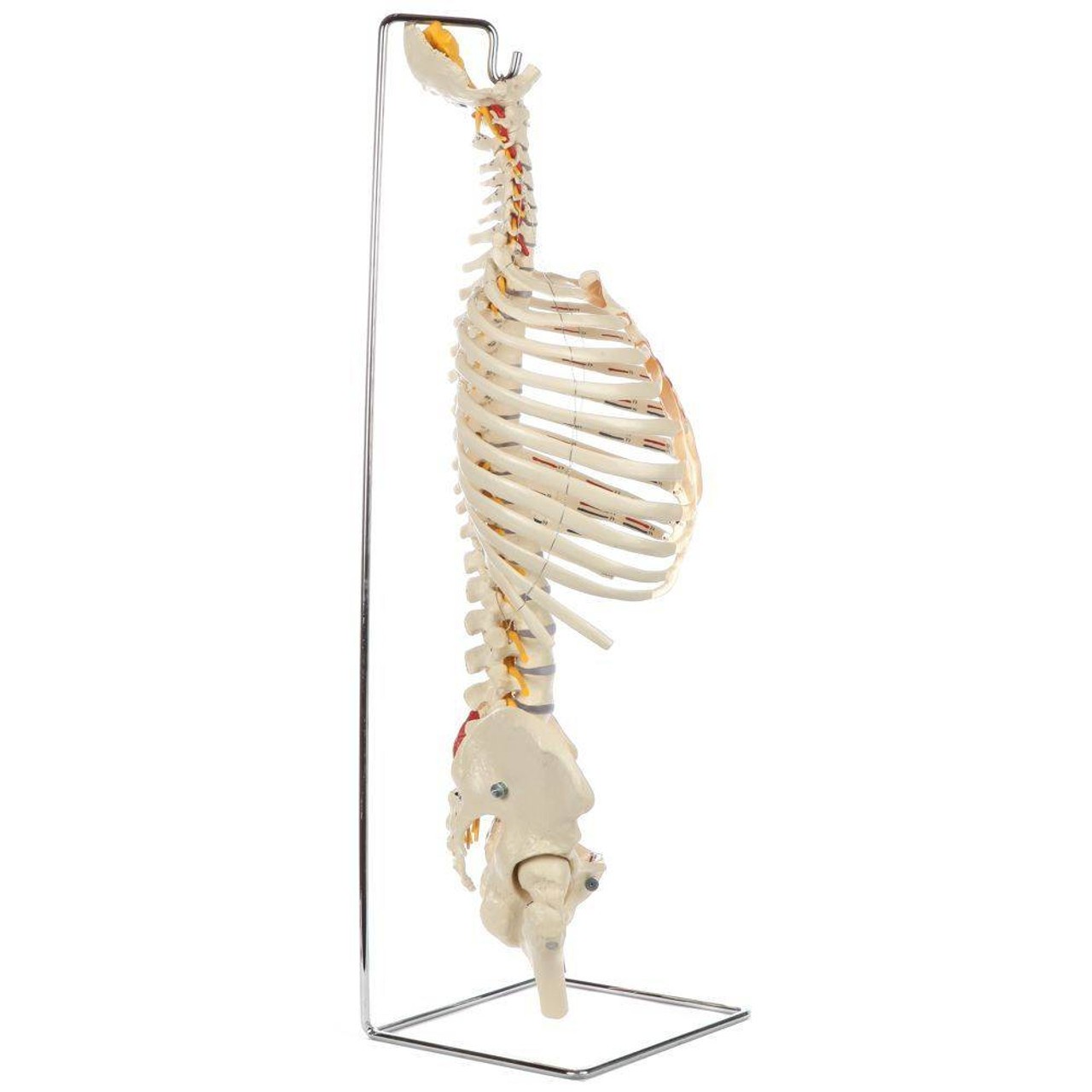 Rudiger Anatomie Premium Painted and Numbered Flexible Spine with Ribs and Femur Heads