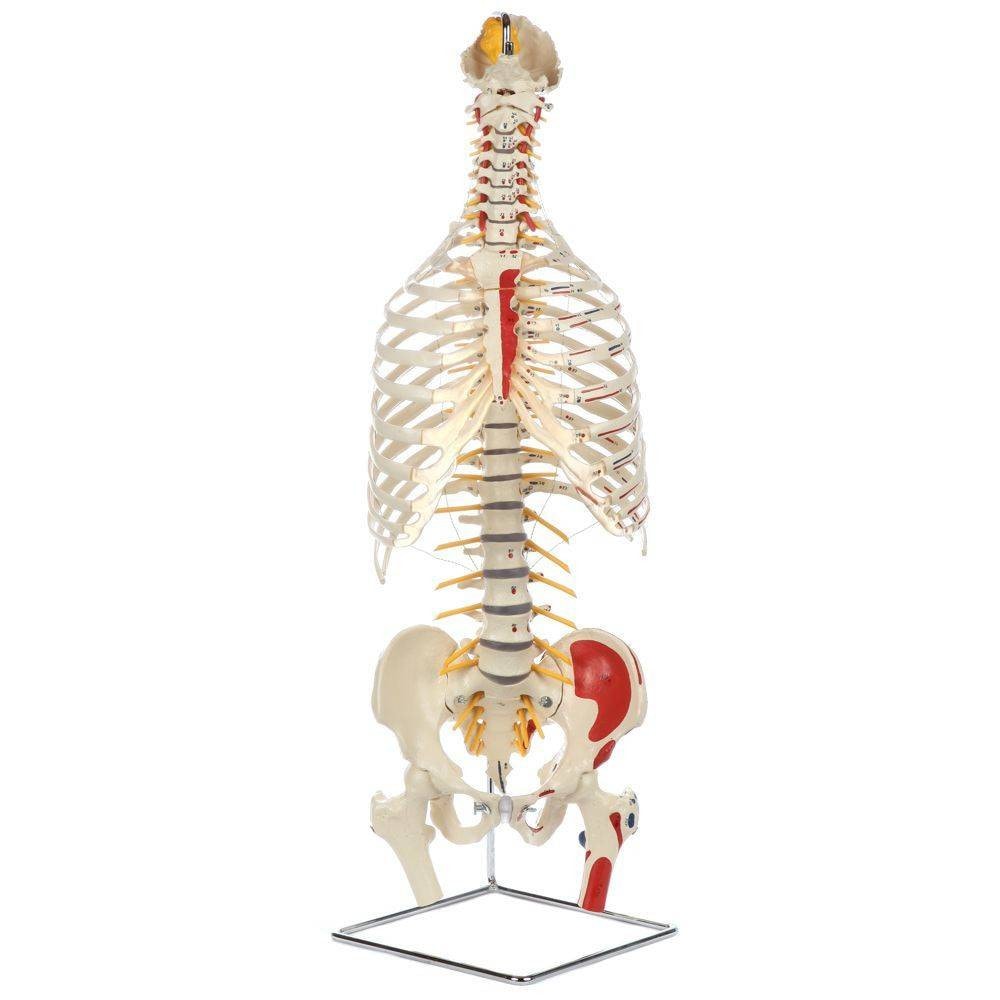Rudiger Anatomie Premium Painted and Numbered Flexible Spine with