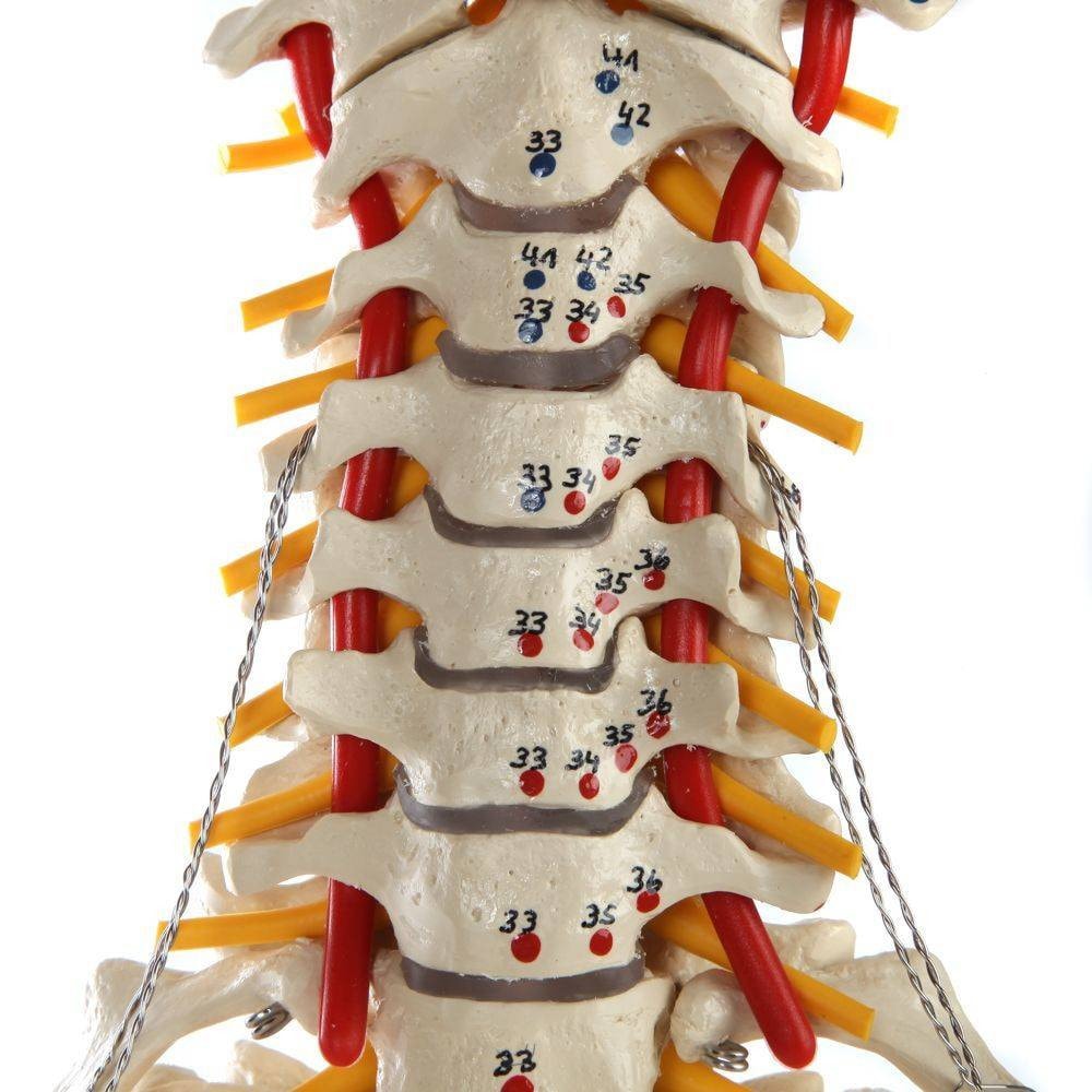 Rudiger Anatomie Premium Painted and Numbered Flexible Spine with