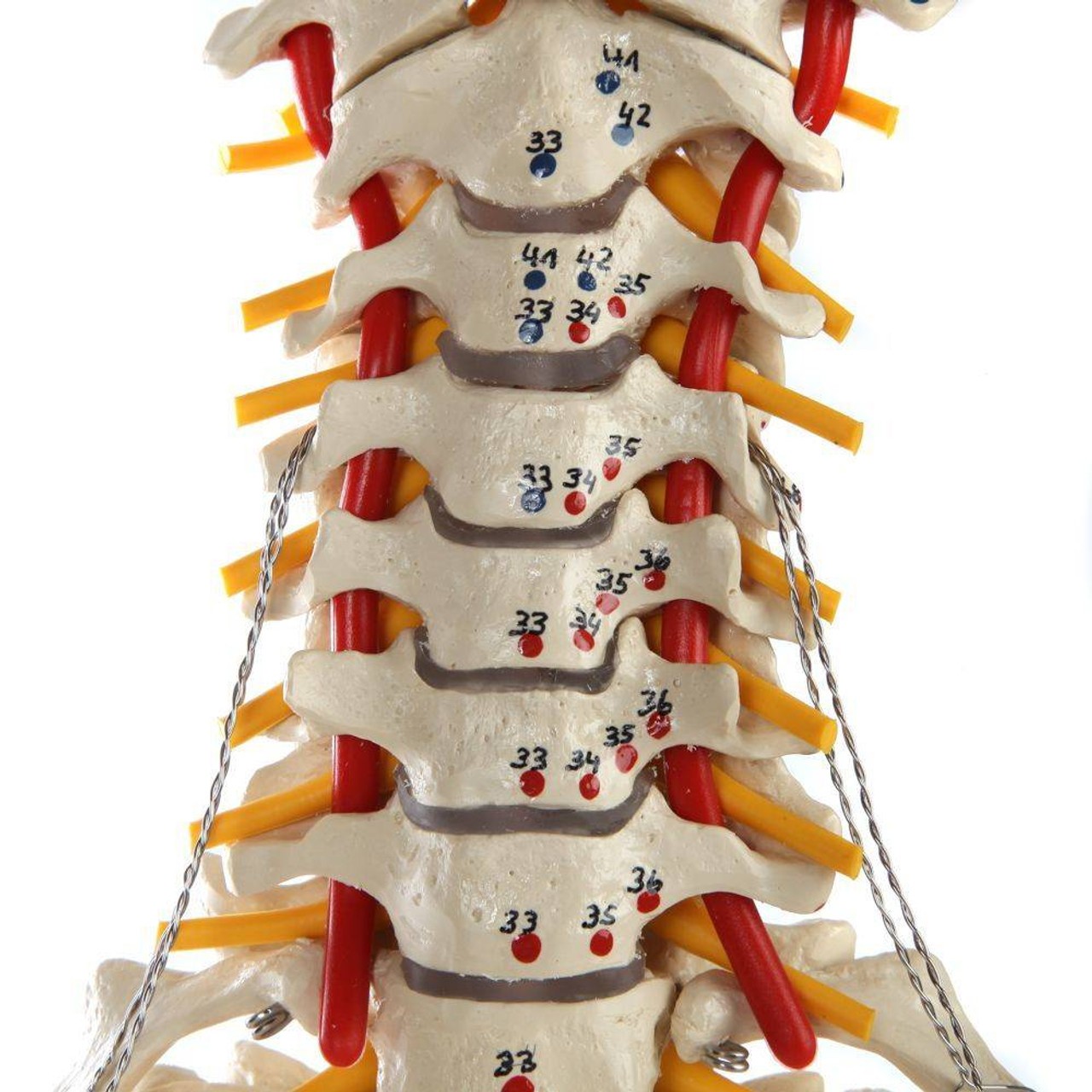 Rudiger Anatomie Premium Painted and Numbered Flexible Spine with Ribs and Femur Heads