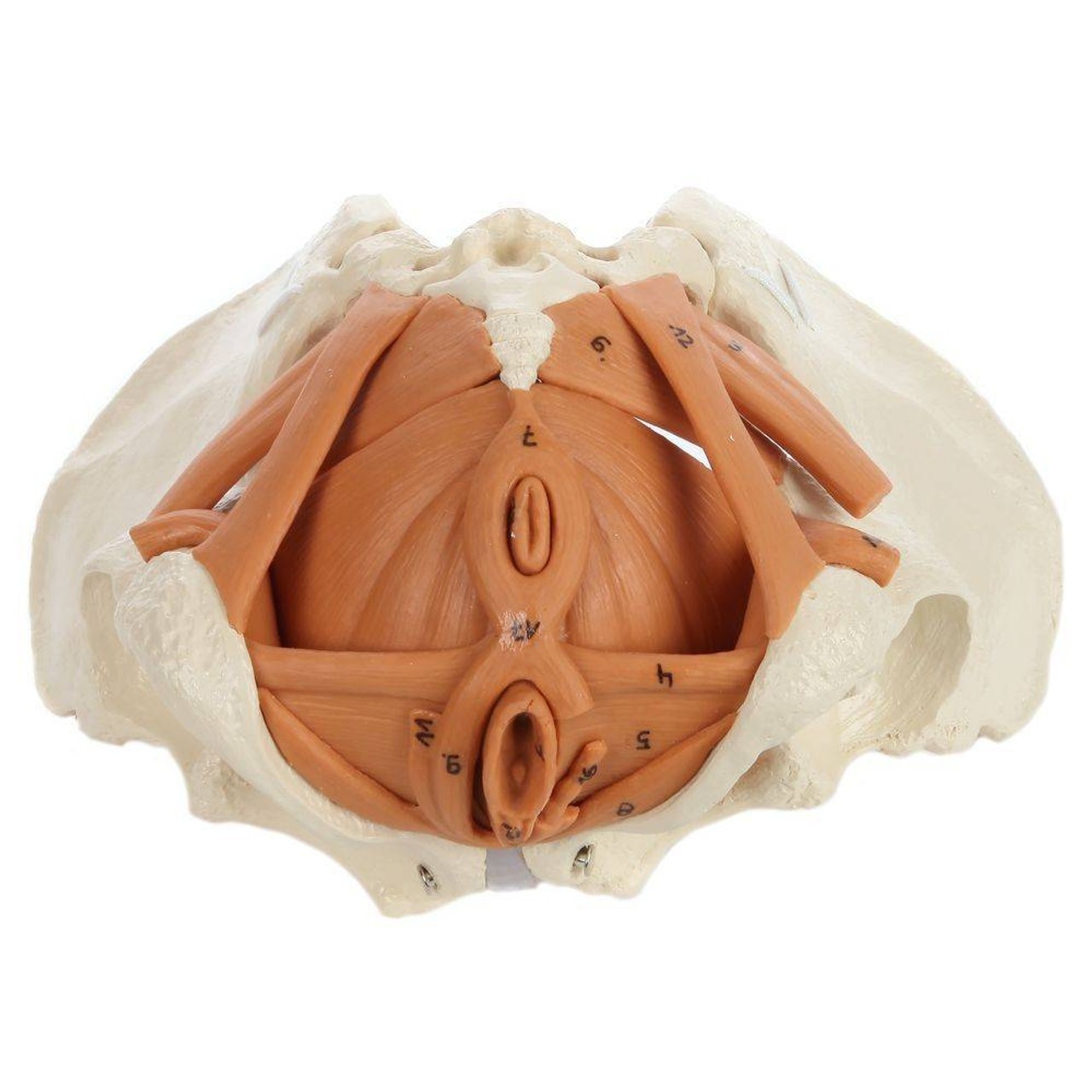 Rudiger Anatomie Premium Female Pelvis with Pelvic Floor Muscles
