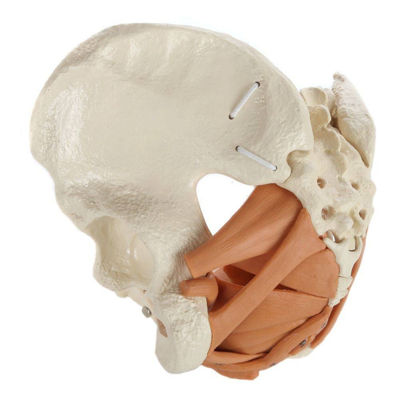 Rudiger Anatomie Premium Female Pelvis with Pelvic Floor Muscles