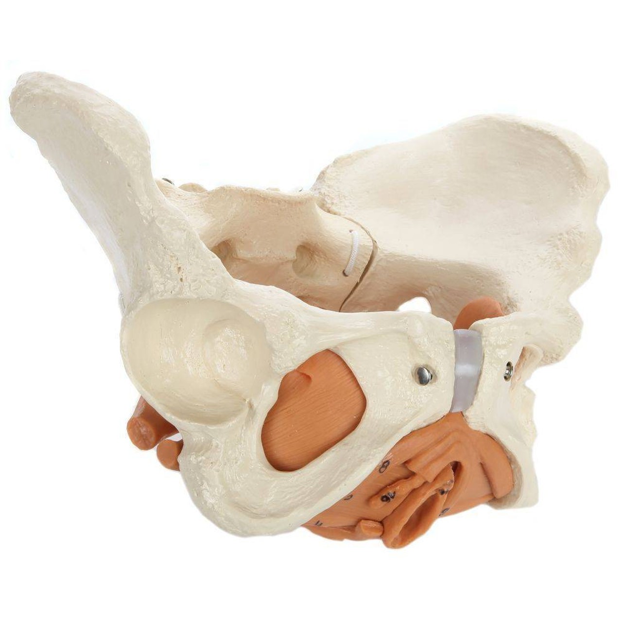 Rudiger Anatomie Premium Female Pelvis with Pelvic Floor Muscles