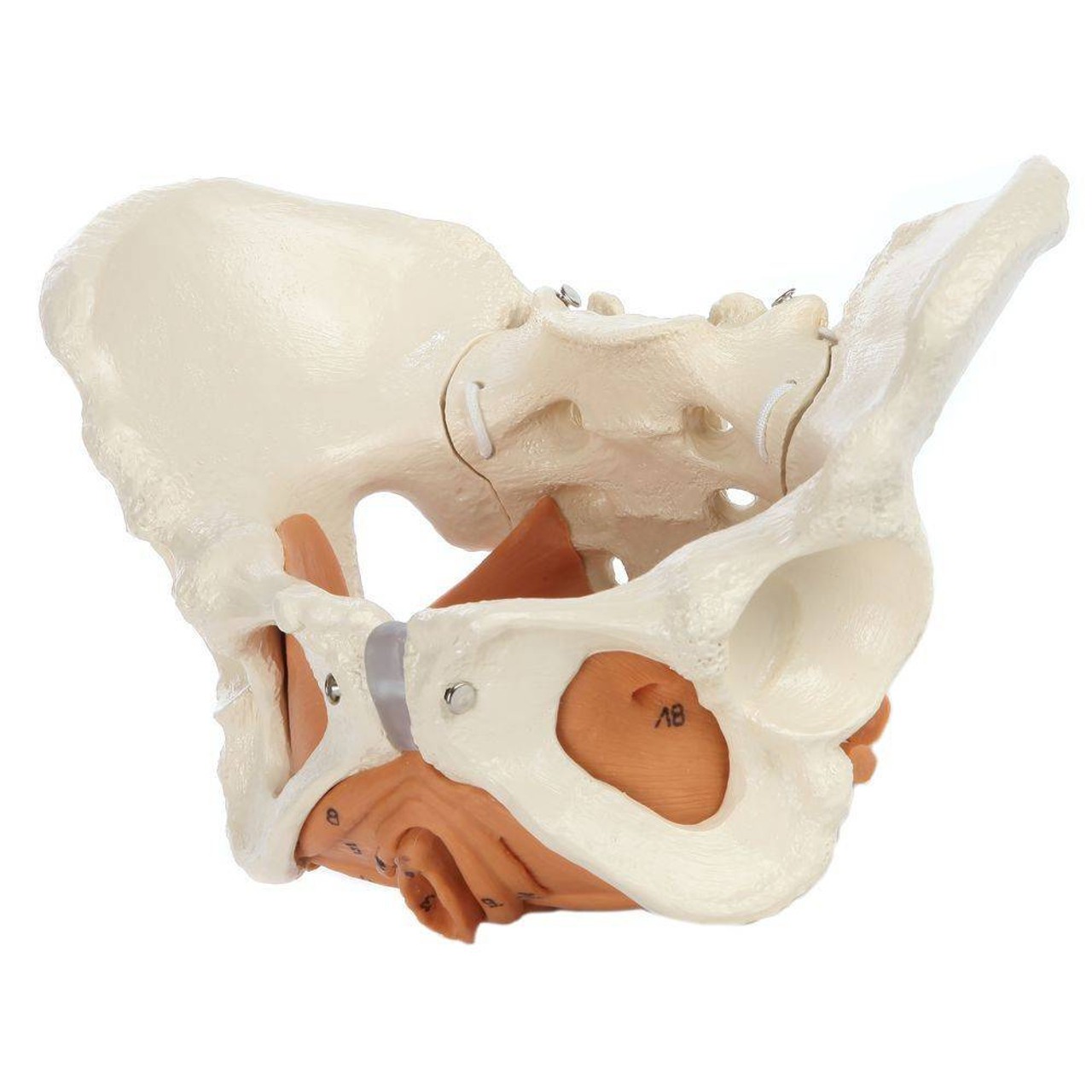 Rudiger Anatomie Premium Female Pelvis with Pelvic Floor Muscles