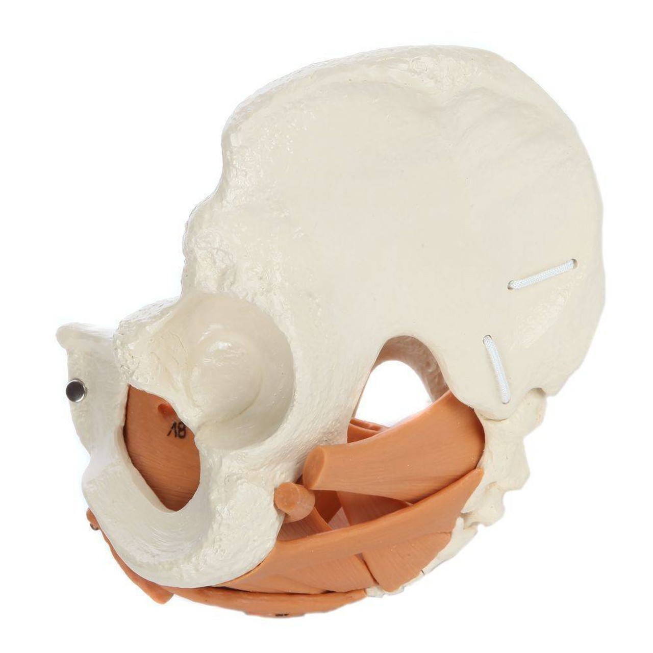 Rudiger Anatomie Premium Female Pelvis with Pelvic Floor Muscles