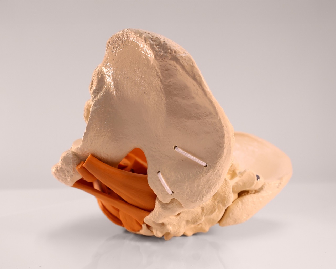 Rudiger Anatomie Premium Female Pelvis with Pelvic Floor Muscles