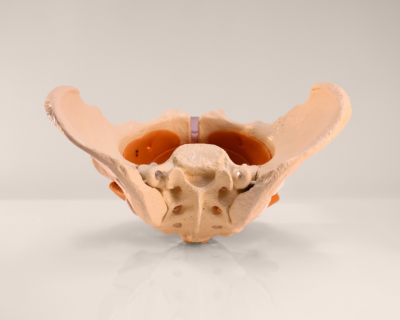 Rudiger Anatomie Premium Female Pelvis with Pelvic Floor Muscles
