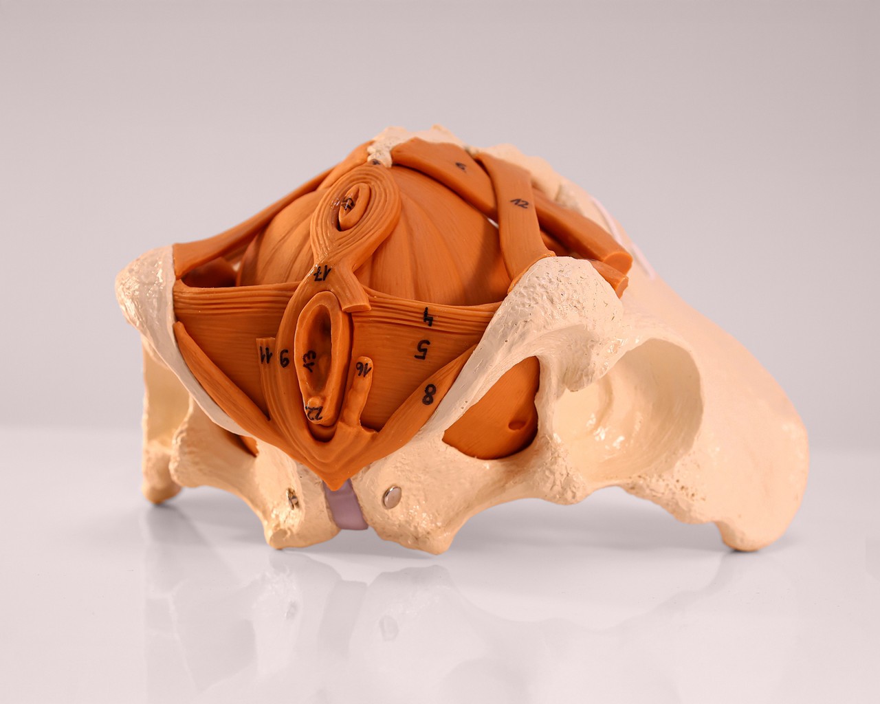 Rudiger Anatomie Premium Female Pelvis with Pelvic Floor Muscles