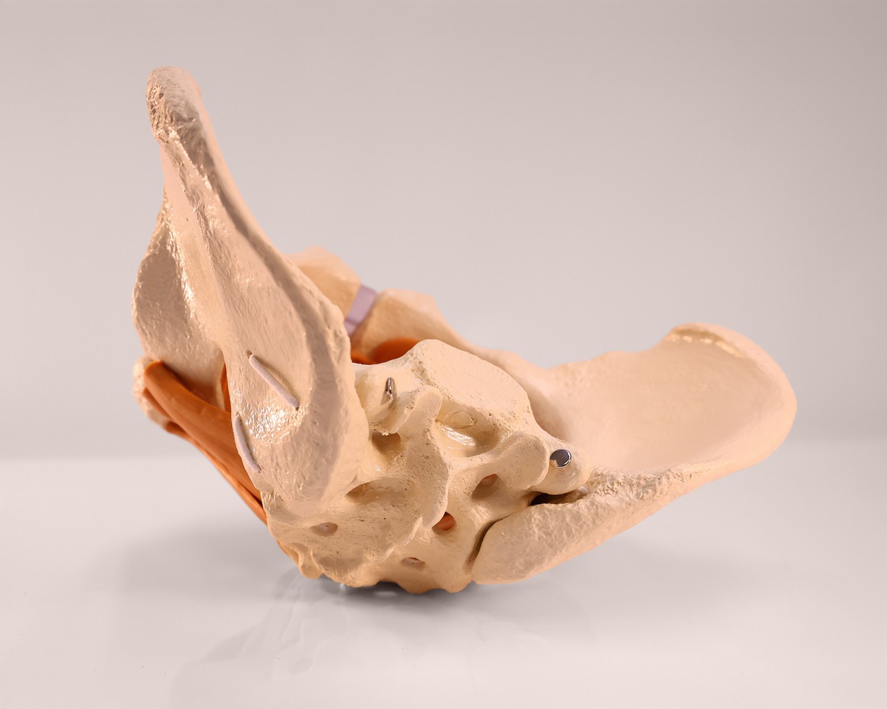 Rudiger Anatomie Premium Female Pelvis with Pelvic Floor Muscles