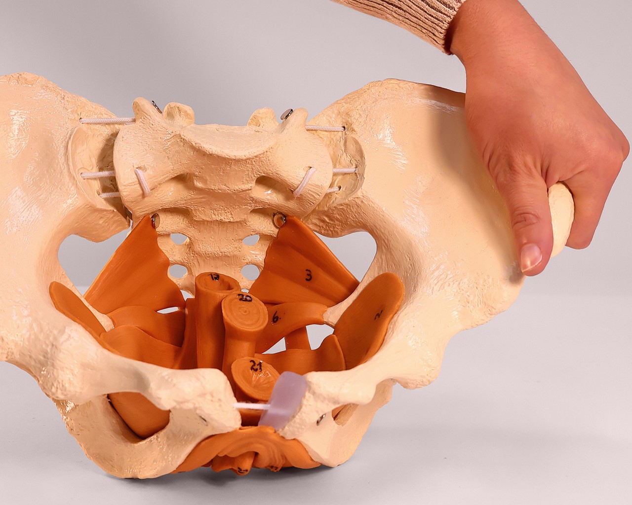 Rudiger Anatomie Premium Female Pelvis with Pelvic Floor Muscles