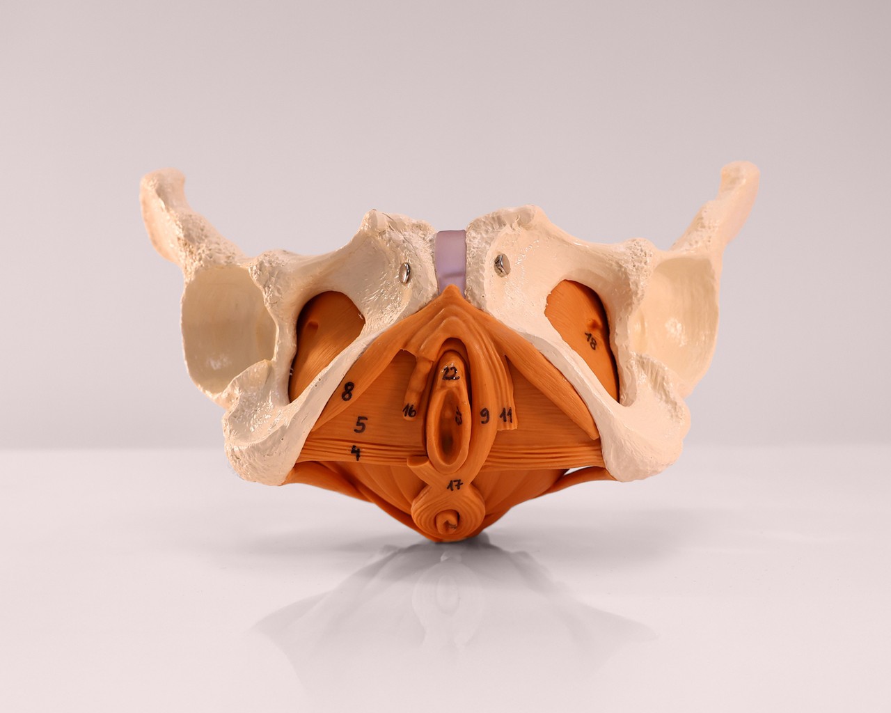 Rudiger Anatomie Premium Female Pelvis with Pelvic Floor Muscles